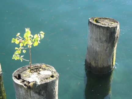 Magische Orte am Bodensee